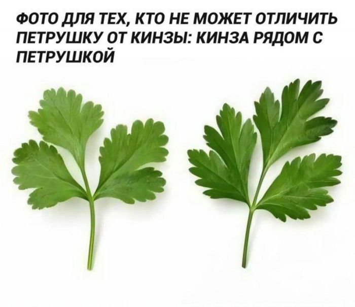 картинка 2987c9b50d vnimanie ceniteli ostrogo jumora 11