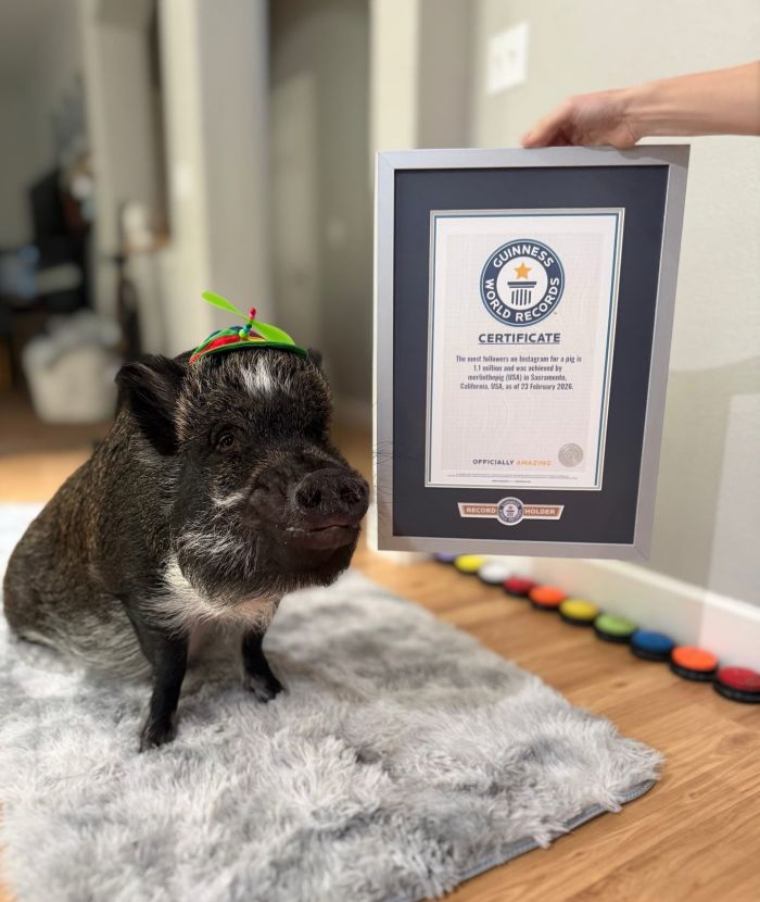 картинка 3a70a3e366 merlin govorjaschij porosenok pokorjaet internet i serdca millionov 2