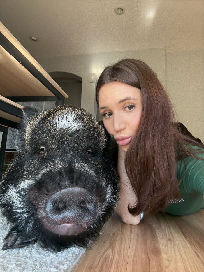 картинка 4315a01396 merlin govorjaschij porosenok pokorjaet internet i serdca millionov 6