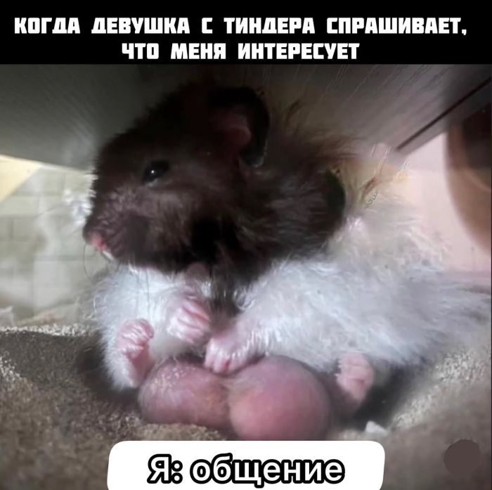 Новый сборник приколов к маленькой пятнице! 🤩 Неделя, горячие, близко, Выходные, недели, середины, приколы, шутки, самые, разгаре, Ловите, юмора, свежего, порцией, будни, разбавить, значит, держитесь