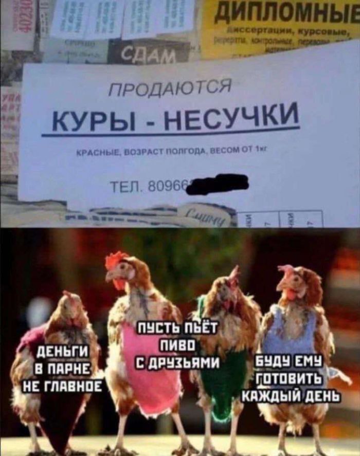 Новый сборник приколов к маленькой пятнице! 🤩 Неделя, горячие, близко, Выходные, недели, середины, приколы, шутки, самые, разгаре, Ловите, юмора, свежего, порцией, будни, разбавить, значит, держитесь