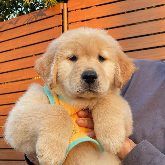 картинка 55184d6350 vstrechajte vasha porcija pozitiva uzhe zdes 13