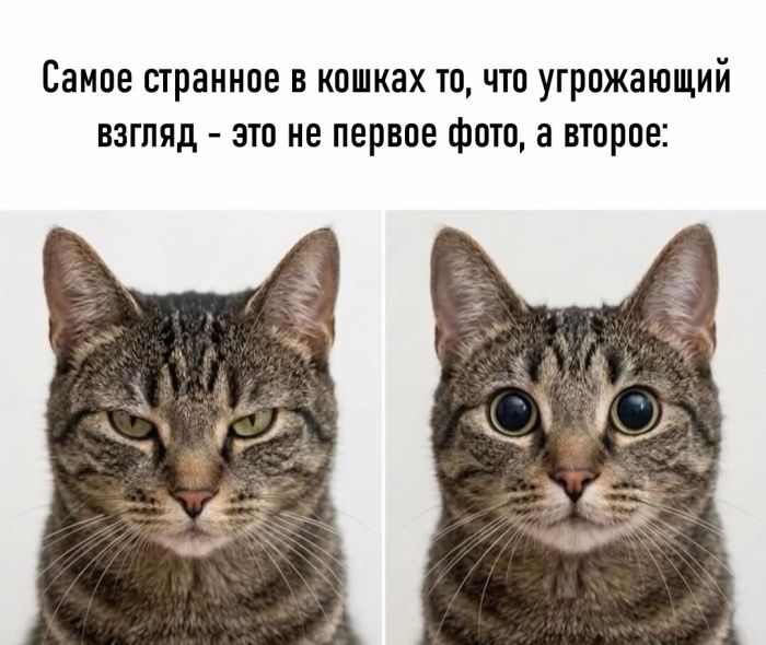 Пятница! 🎉 Самый, смеха, позитивной, выходные, встретим, Давайте, настроение, поднимут, точно, которые, надписями, картинки, уморительные, актуальные, самые, взрыву, долгожданный, Готовьтесь, приколов, свежайших