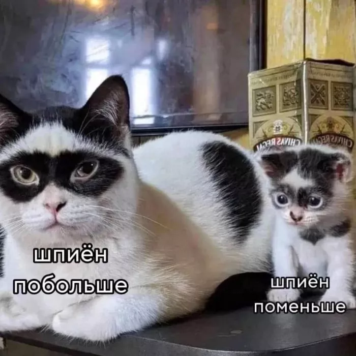 картинка 614d39acb5 000