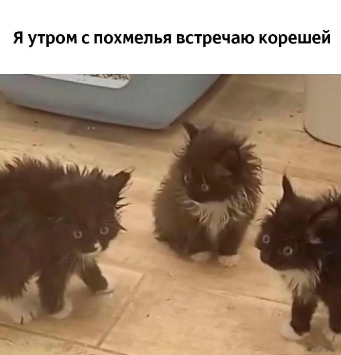 картинка 7003c4fda8 0000