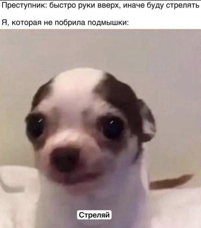 картинка 7c2e1632c0 zabudte o grusti my sobrali dlja vas otbornuju porciju jumora prjamikom iz socsetej 11