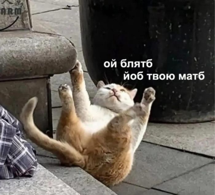 картинка 8cbb014dd4 vnimanie ceniteli ostrogo jumora 13