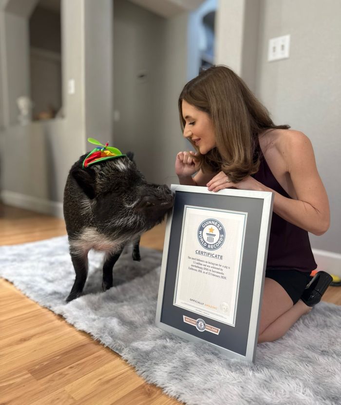 картинка 8fe33167c2 merlin govorjaschij porosenok pokorjaet internet i serdca millionov 5