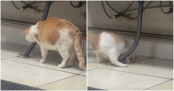 Кошка-профессионал: когда резюме не врет