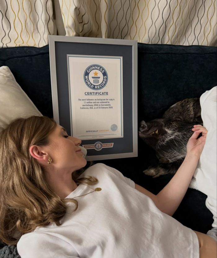 картинка 92c22fb668 merlin govorjaschij porosenok pokorjaet internet i serdca millionov 3