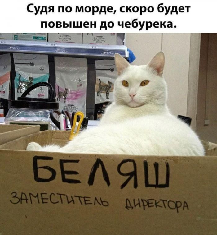 картинка 932d99d49d chernyj jumor dlja teh kto ljubit ostrye shutki i ne boitsja tabu 13