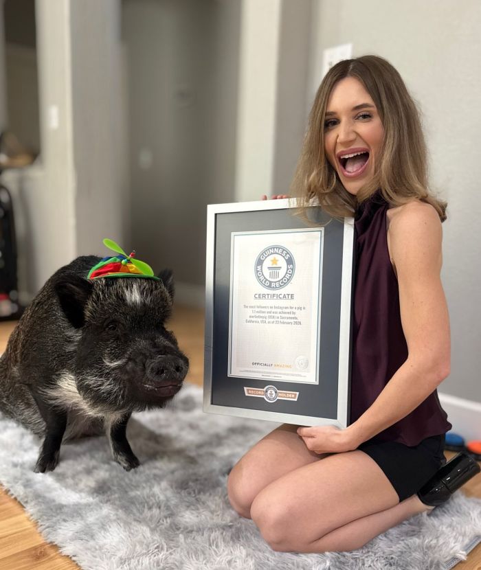 картинка b400ff641e merlin govorjaschij porosenok pokorjaet internet i serdca millionov 4