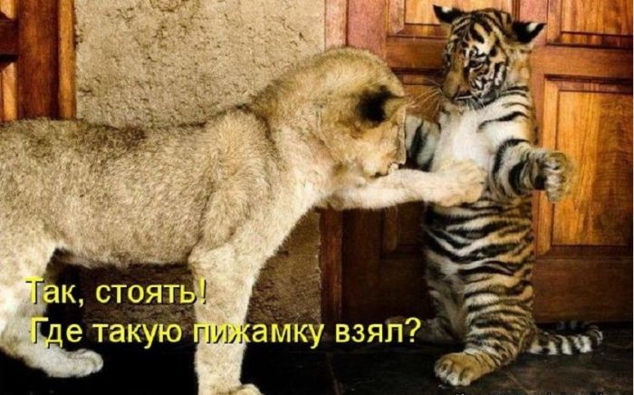 Взрыв позитива: лучшие мемы для ваших выходных