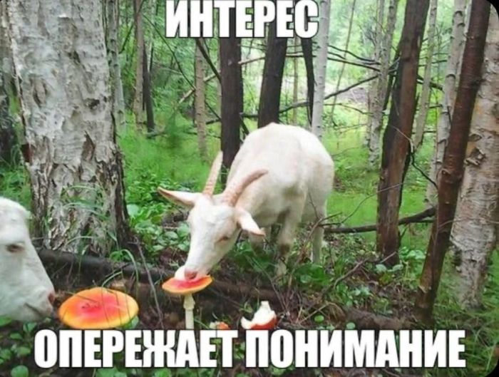 Взрыв позитива: лучшие мемы для ваших выходных