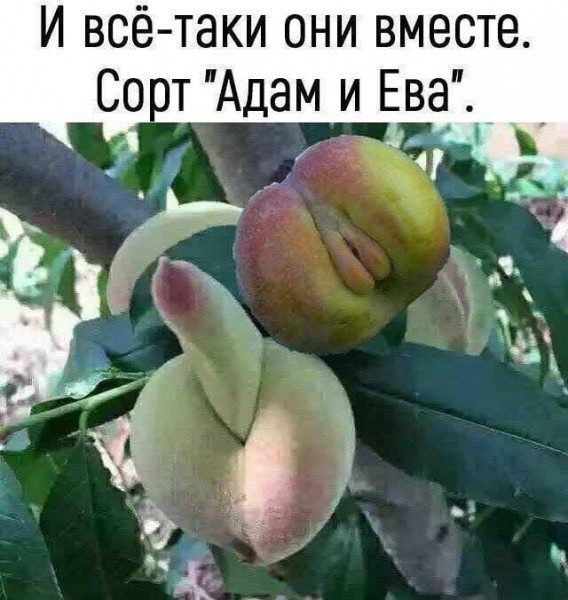 картинка 0e3fb1d9ea vnimanie jumor ne dlja vseh 4