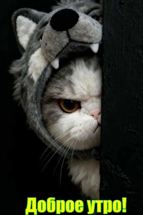 Пятница, ты прекрасна! Лови порцию позитива, чтобы встретить выходные с улыбкой! которые, пятница, пусть, точно, выходные, настроения, сборник, просто, надписями, недели, позитива, трендовКартинки, остроумные, милые, горячих, самых, добрые, шуткиВизуальный, антистресс, яркие