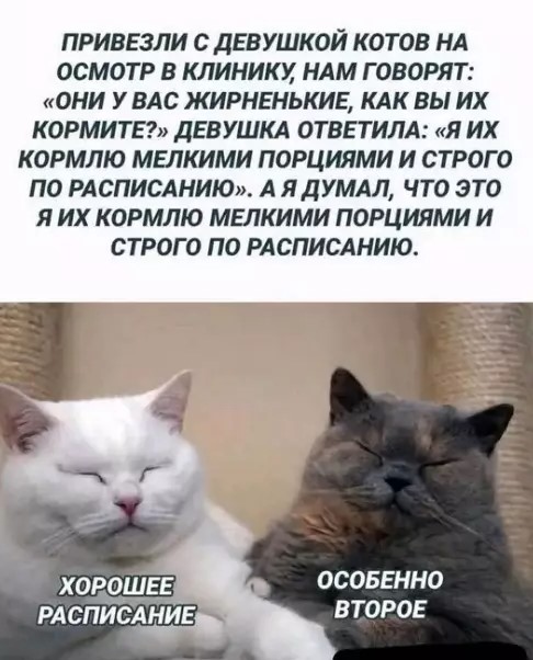 картинка 2ca918bd60 20881093