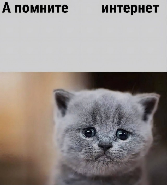 картинка 3c995942c8 20868576