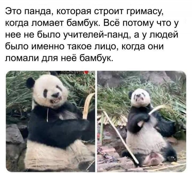 картинка 3e182b7eca 20868574