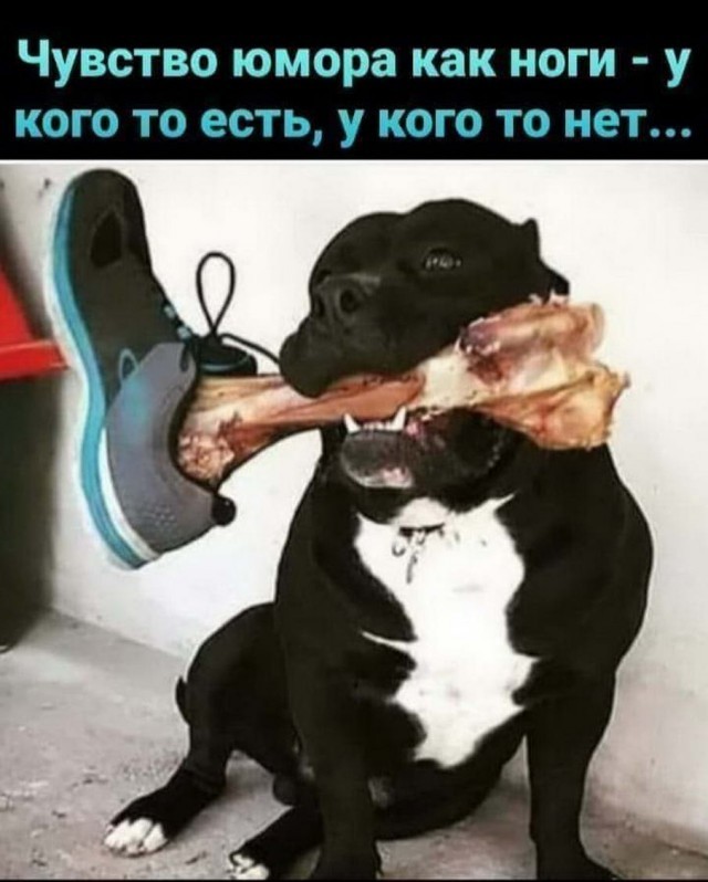 Улыбнитесь шире! Новый сборник шуток и приколов уже здесь, чтобы поднять вам настроение! каждая, Тогда, настроения, Устали, поездку, Готовы, веселья, искреннего, минут, несколько, подарят, просто, скрасят, скучную, смеха, тяжелого, после, расслабиться, помогут, ситуации