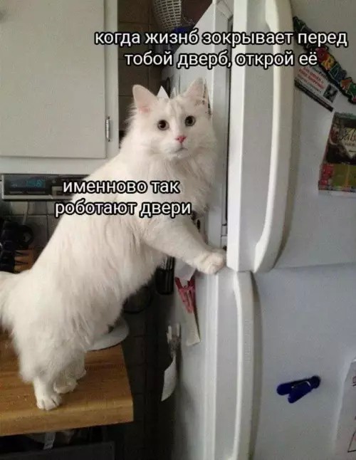 Лучшие шутки в мемах: сборник позитива для вашего дня! Забудьте, настроение, готовы, снова, смеха, минут, хмурый, самый, улыбнуться, заставят, поднимут, суете, которые, картинок, забавных, мемов, смешных, сборник, большой, собрали