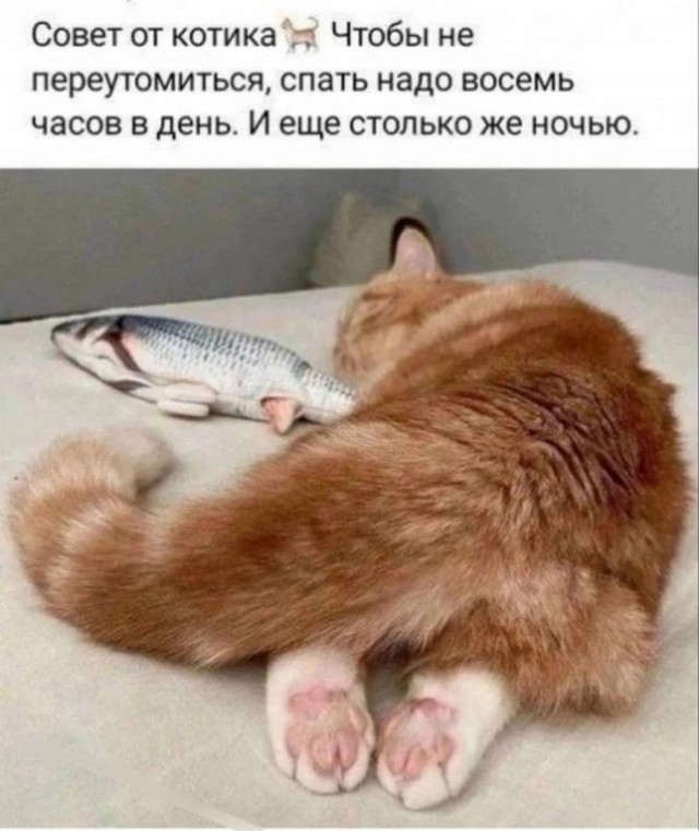 картинка 4272fe8afa 20869393