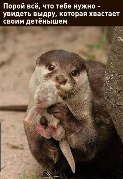 картинка 45c0467d98 20851108