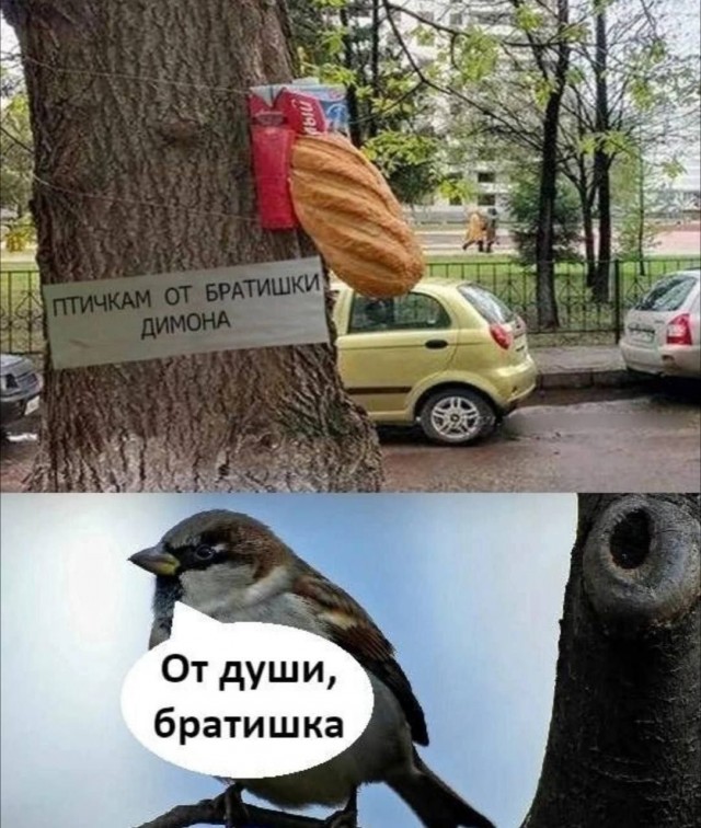 картинка 528ee9bb71 20919362