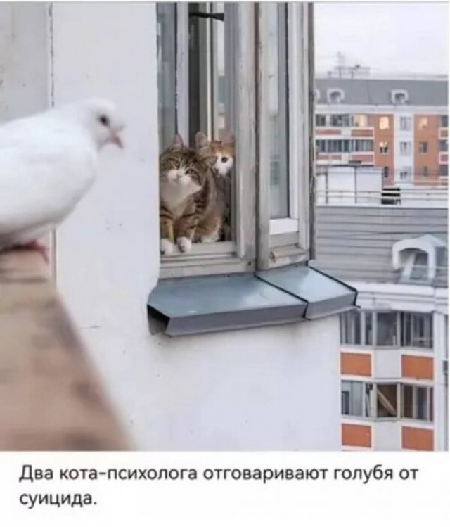 картинка 560a172c6d 20883529