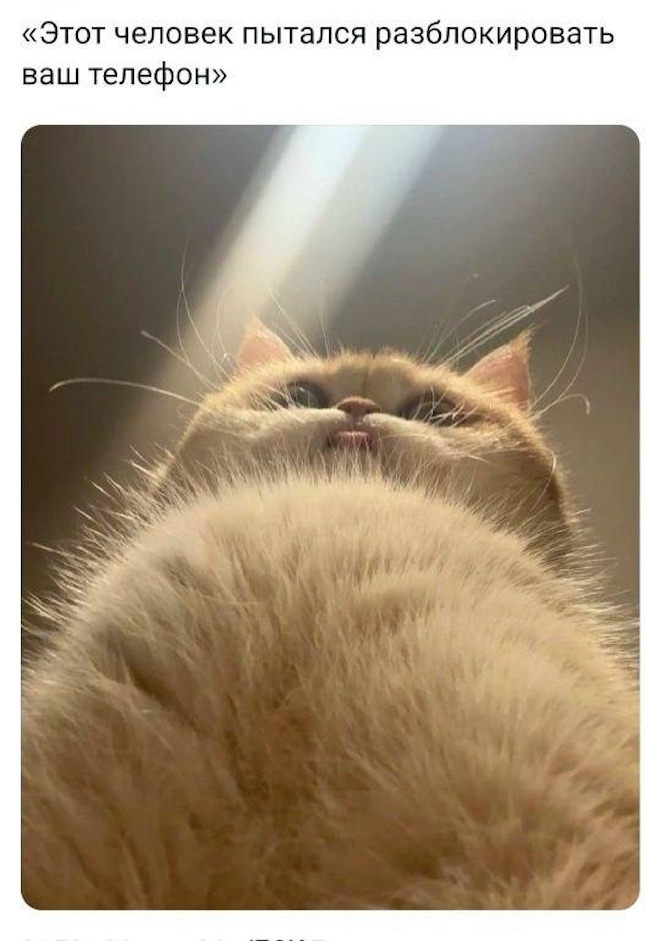 картинка 5a701eaa17 vnimanie objavlena malenkaja pjatnica 18