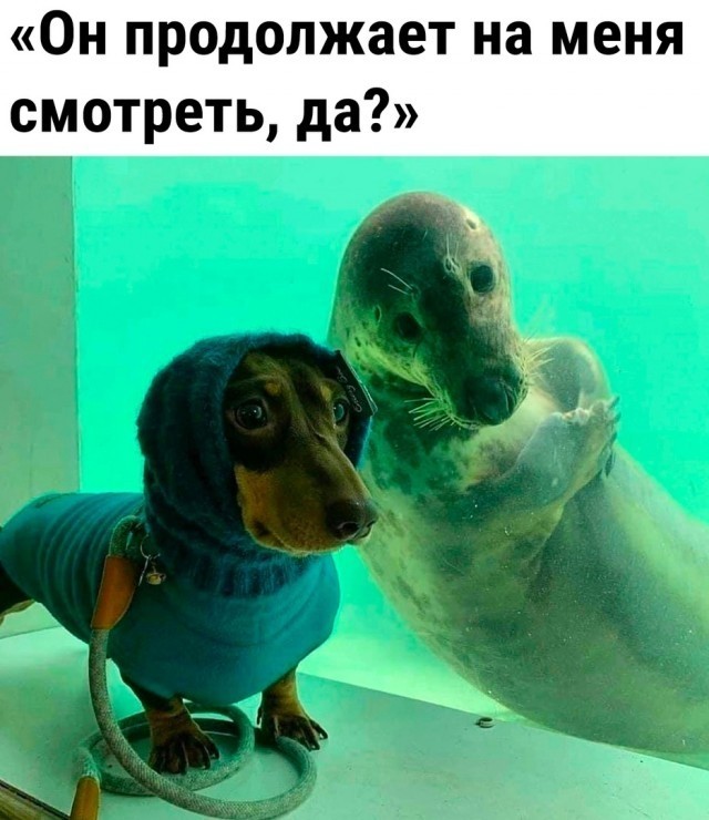 картинка 5b363611f7 20902058