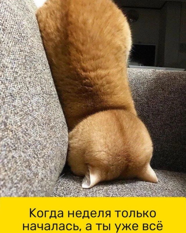 Понедельник не так уж и страшен! 😉 неделю, понедельник, Привет, получайте, 😊Готовы, зарядиться, позитивом, Тогда, теряйте, времени, листайте, дальше, смеха, утреннего, хорошим, 😄🤣Пусть, станет, «тяжёлым, стартом», ярким