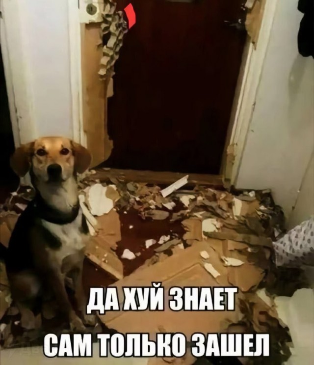 Улыбнитесь шире! Новый сборник шуток и приколов уже здесь, чтобы поднять вам настроение! каждая, Тогда, настроения, Устали, поездку, Готовы, веселья, искреннего, минут, несколько, подарят, просто, скрасят, скучную, смеха, тяжелого, после, расслабиться, помогут, ситуации