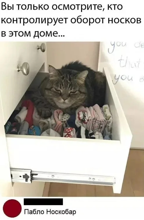 Островки юмора в бурю проблем: подборка мемов и остроумных комментариев для поднятия настроения самые, расслабиться, позитива, моменты, улыбку, юмора, улыбнуться, подарят, комментарий, шутка, каждый, пусть, дальше, листайте, Тогда, Бывают, Готовы, смеха, доктором, персональным