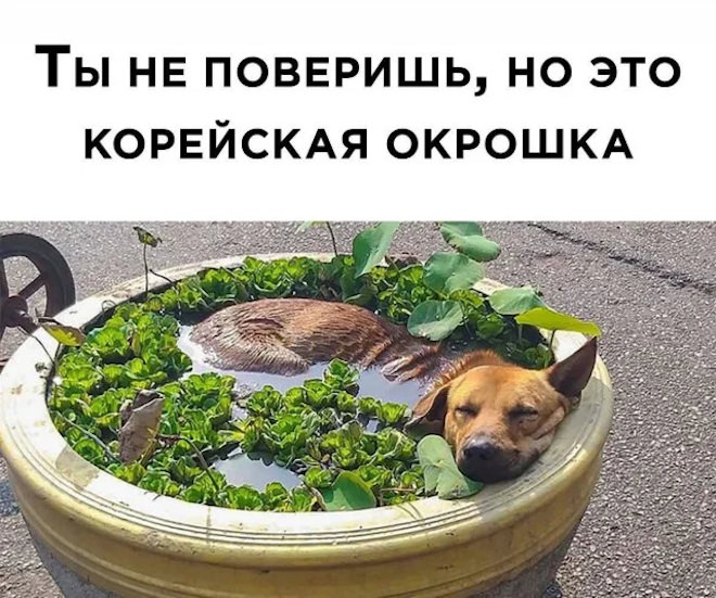 картинка 7ea979d470 svezhaja porcija smeha iz glubin interneta 14