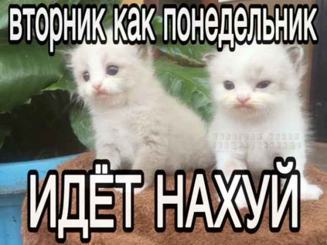 Утро начинается с улыбки! ☀️ Свежая порция мемов для отличного настроения! мемов, чегото, чтобы, самые, юмора, Устали, сделать, потому, ситуации, абсурдные, повороты, смешнымиНеожиданные, серьезные, юмором, знаем, именно, обыгранные, моментАктуальные, неподходящий, самый