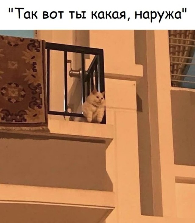 картинка 8a2f0985b7 20851084