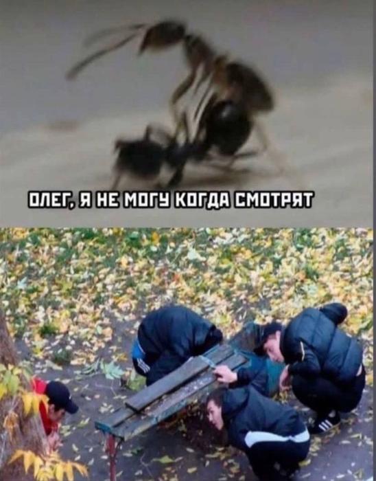 картинка 97b9d6f195 20869480