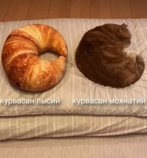 картинка 985a36e9d8 20883883