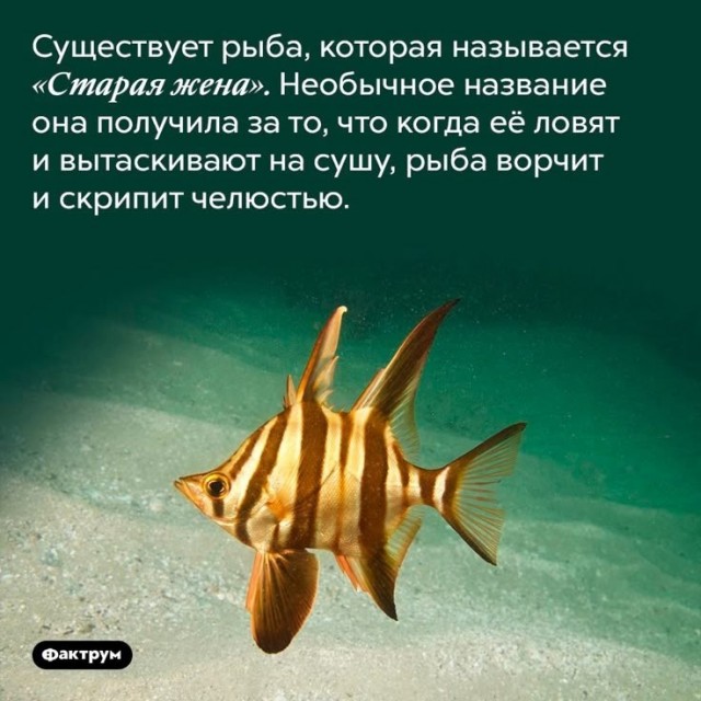 Пятница — время смеяться! Уморительная подборка мемов для отличного настроения 🎉 друзья, картинок, рабочей, долгой, после, настроение, поднимет, точно, подборка, смеяться, Готовьтесь, надписями, мемов, пятница, уморительных, порцию, свежую, самую, собрали, позитивным