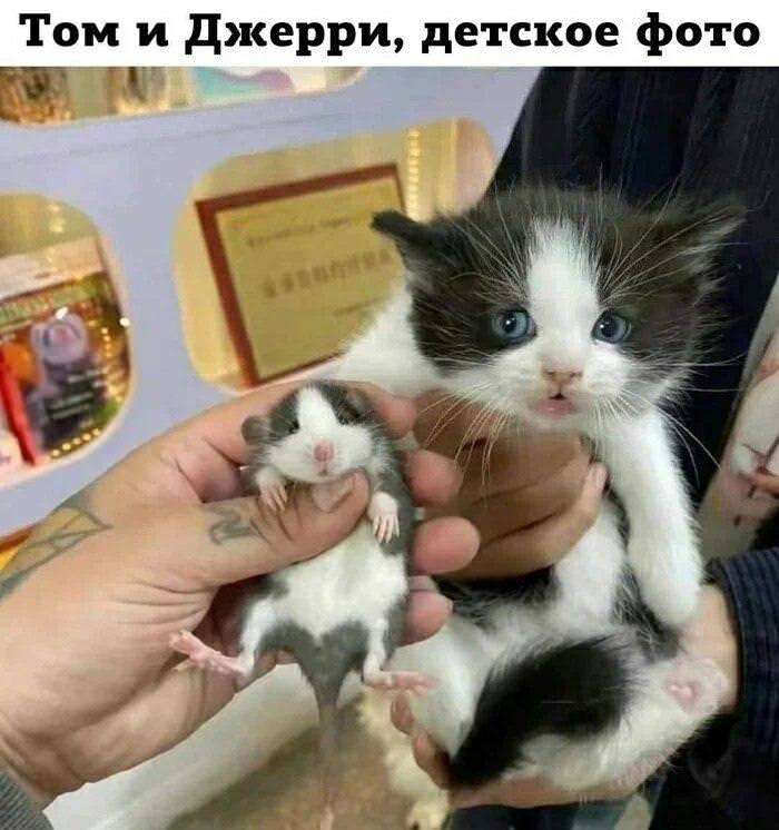 картинка 9acc9ab0f6 svezhaja porcija smeha iz glubin interneta 9