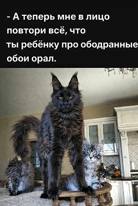 Лучшие мемы ушедшей недели: Зарядись позитивом! чтобы, качестве, каждый, точно, каждой, мемов, Устали, подобрали, настроения, поднятие, всёГарантированное, охватили, попкультуры, политики, отношений, ситуаций, повседневных, днейРазнообразие, последние, интернете