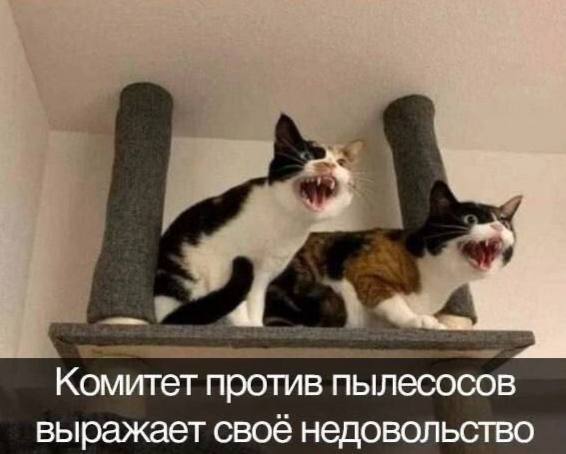 Лучшие шутки в мемах: сборник позитива для вашего дня! Забудьте, настроение, готовы, снова, смеха, минут, хмурый, самый, улыбнуться, заставят, поднимут, суете, которые, картинок, забавных, мемов, смешных, сборник, большой, собрали