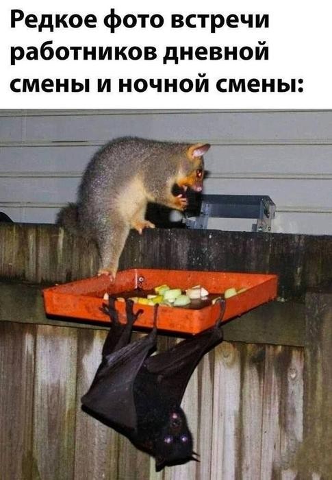 картинка b650e4e975 20903690