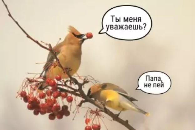 картинка b9bb552049 vnimanie vzroslye gotovtes k doze chernogo jumora kotoryj ne ostavit ravnodushnym nikogo 18