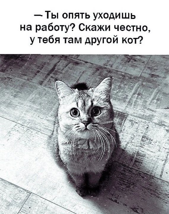 Улыбнитесь шире! Новый сборник шуток и приколов уже здесь, чтобы поднять вам настроение! каждая, Тогда, настроения, Устали, поездку, Готовы, веселья, искреннего, минут, несколько, подарят, просто, скрасят, скучную, смеха, тяжелого, после, расслабиться, помогут, ситуации