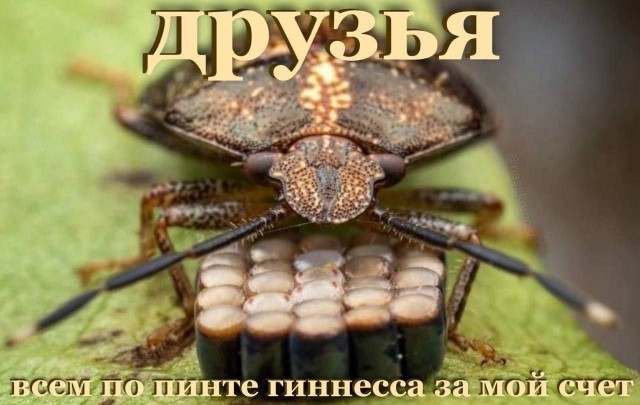 картинка d3e9af1d97 20903677