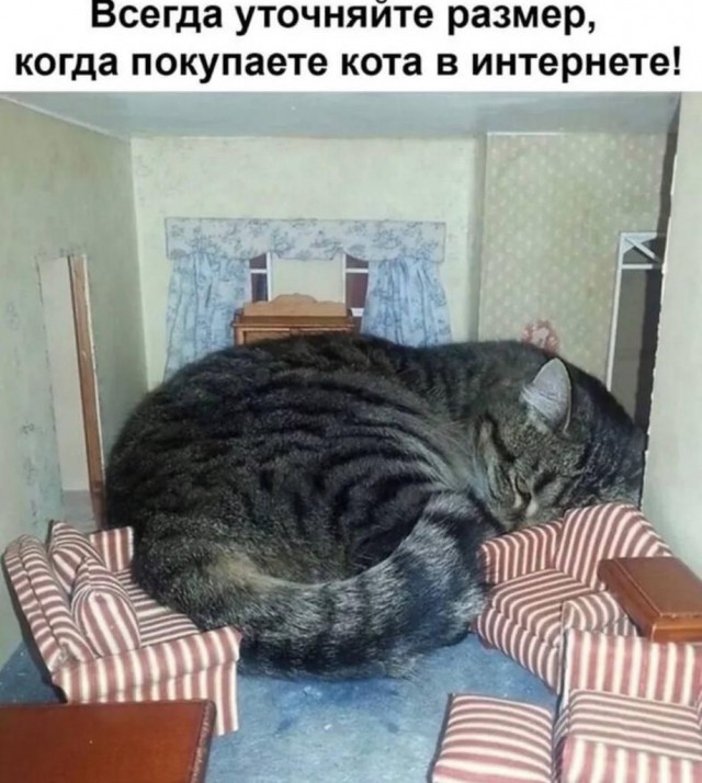 картинка d55d7d7234 20868211