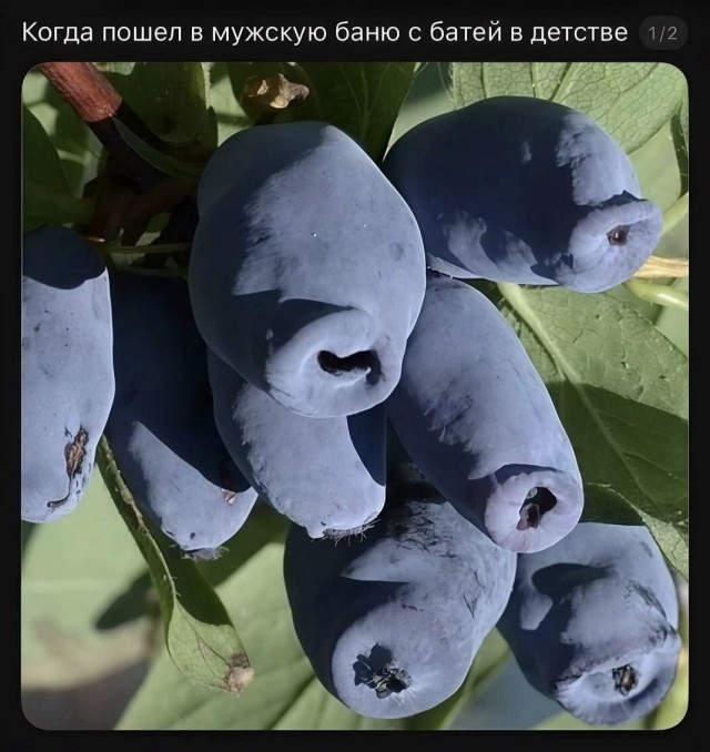 Лучшие шутки в мемах: сборник позитива для вашего дня! Забудьте, настроение, готовы, снова, смеха, минут, хмурый, самый, улыбнуться, заставят, поднимут, суете, которые, картинок, забавных, мемов, смешных, сборник, большой, собрали