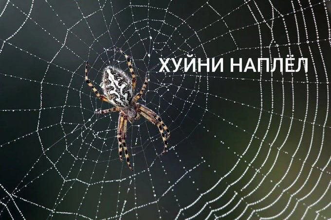 картинка de83528690 ubojnaja podborka kommenty iz seti memy smeh do slez 8